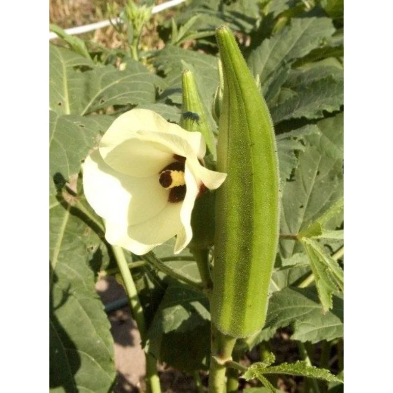 Темно-зеленый Окра/окро на экспорт для зеленой