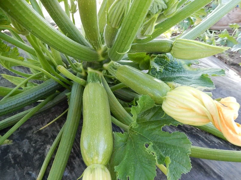 
Squash Hybrid King F1 Seeds 