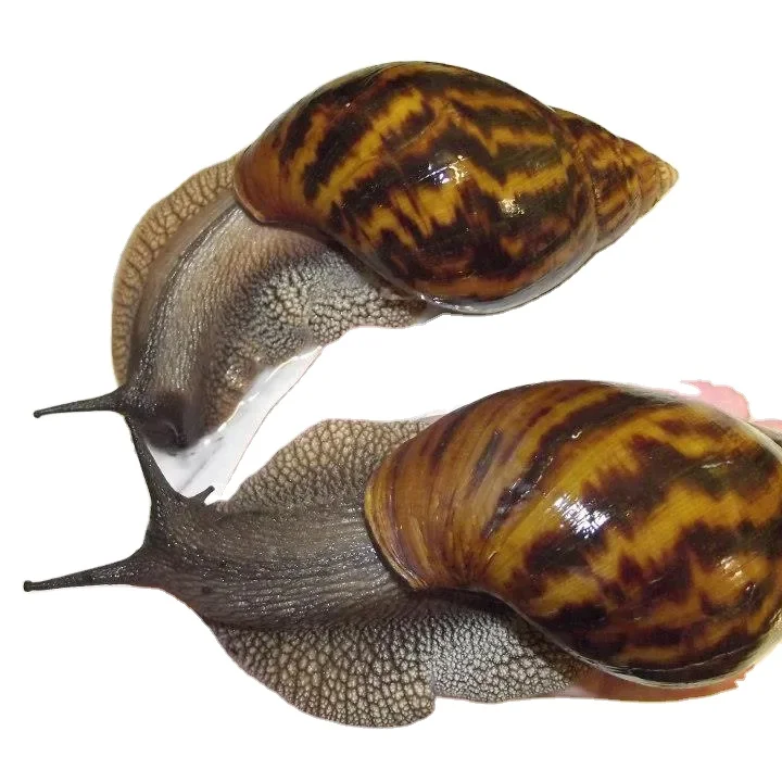 Frozen Dry Washed Snails for sale