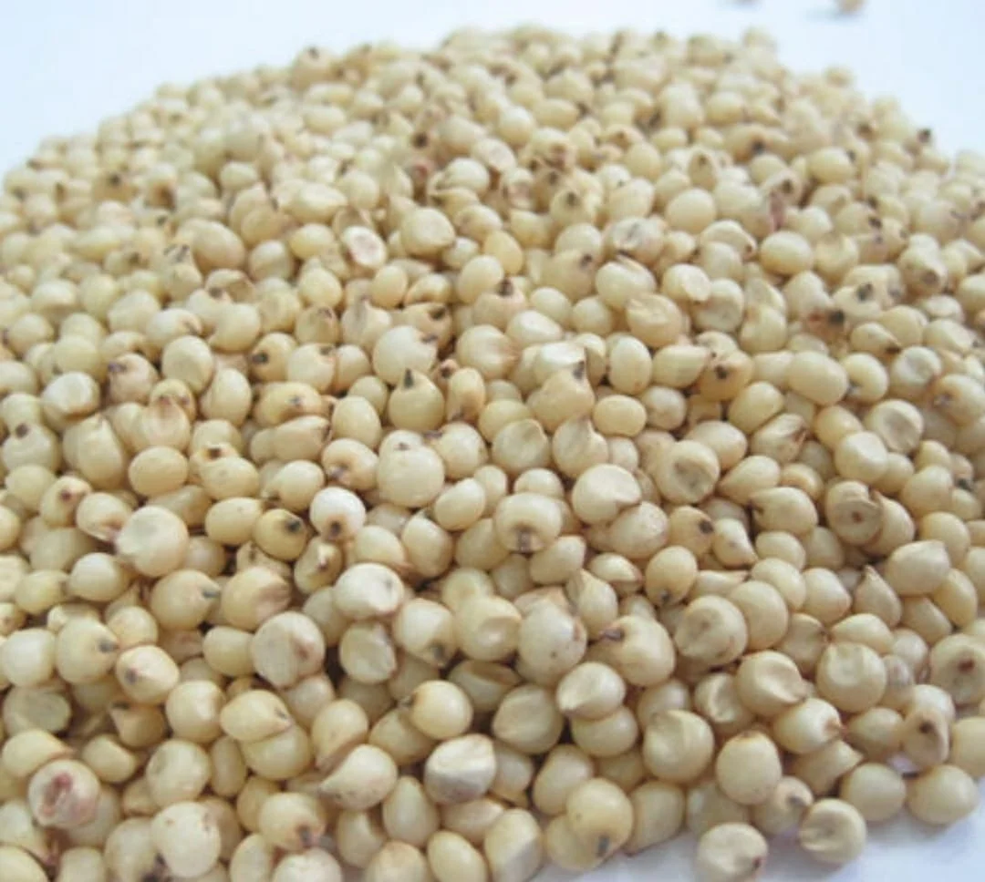 Высококачественные экспорт семян сорго 2021