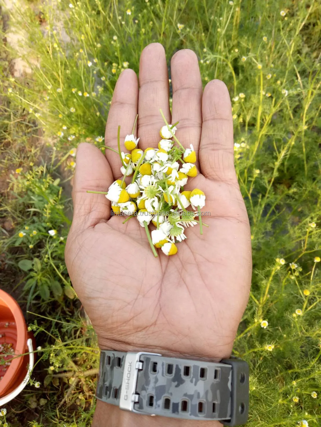 Лучшее качество экспорта из Таиланда Органическая сушеная