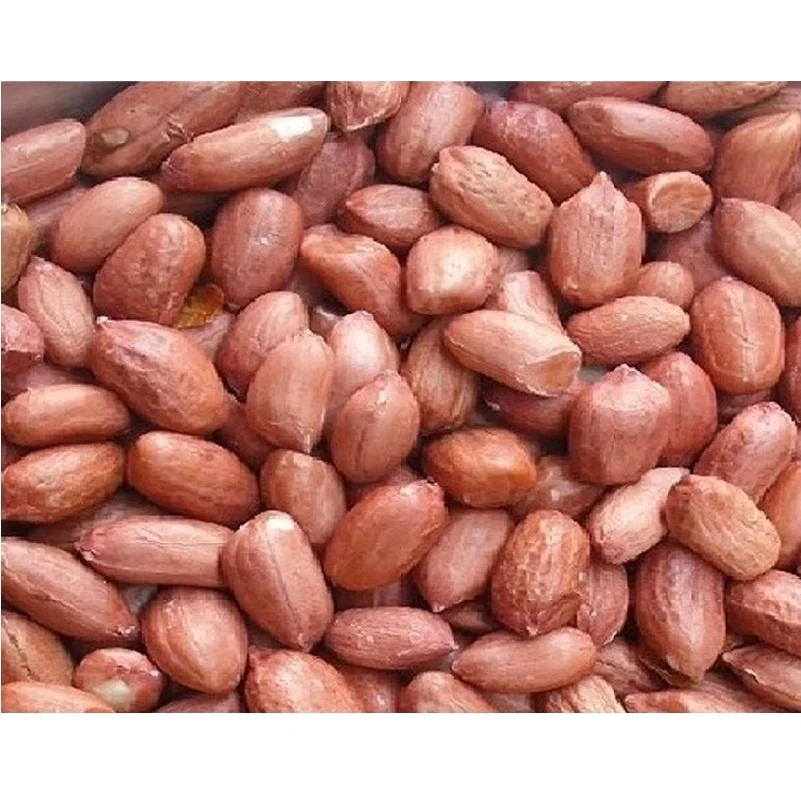 Bold Peanuts High Oil Content High Grade Groundnut Peanut supplier from India