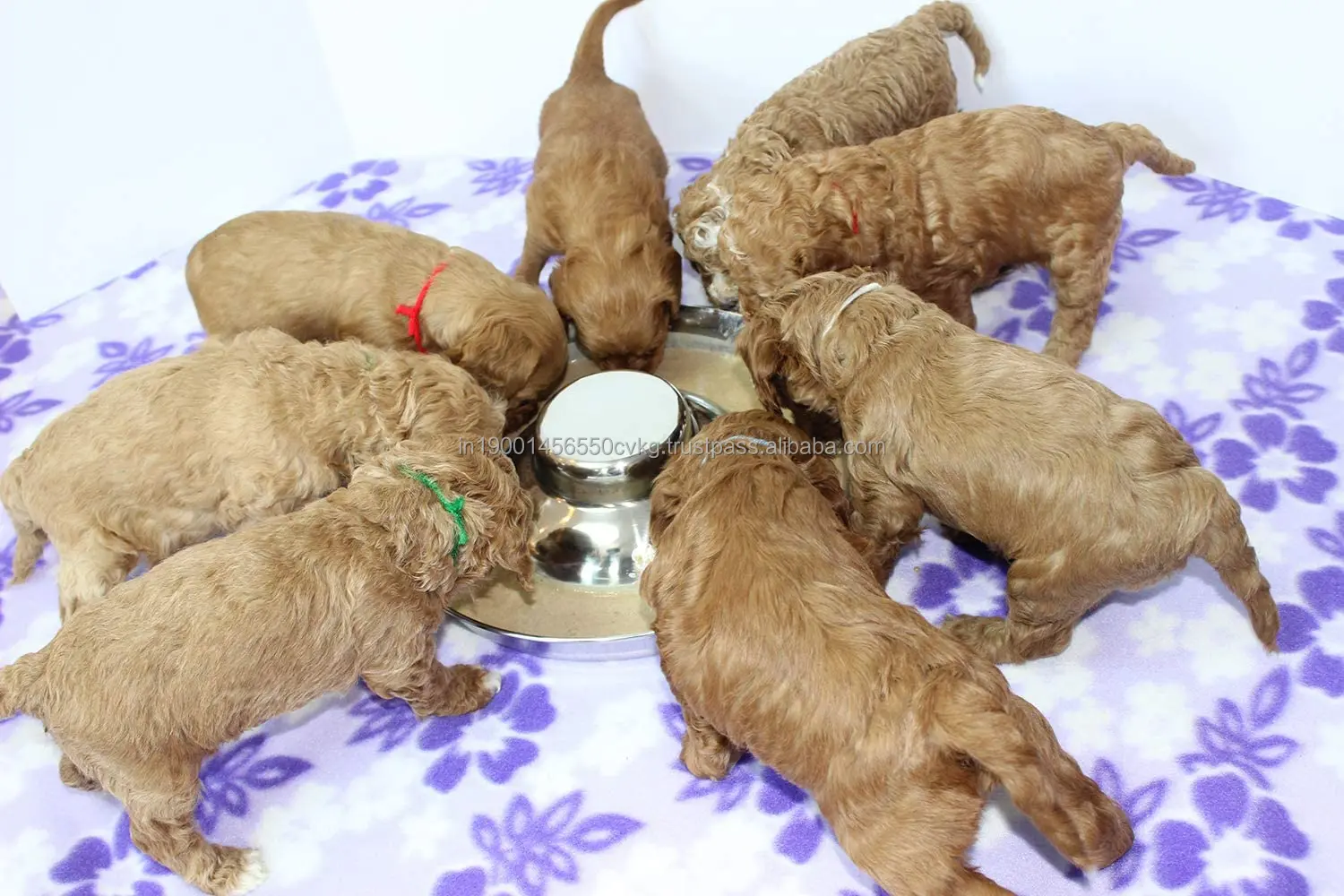 Buy Stainless Steal Made Puppy Bowl Feeding Food and Water Weaning Bowls For Home Pets Uses By India Exporters