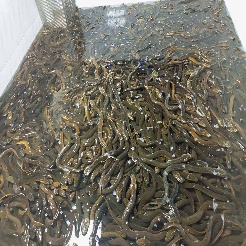 Рыба кошерная объемная стильная упаковка вес полка для угрея оригинальный эхо-тип в форме жизни HACCP живые азиатские болотные рыбы