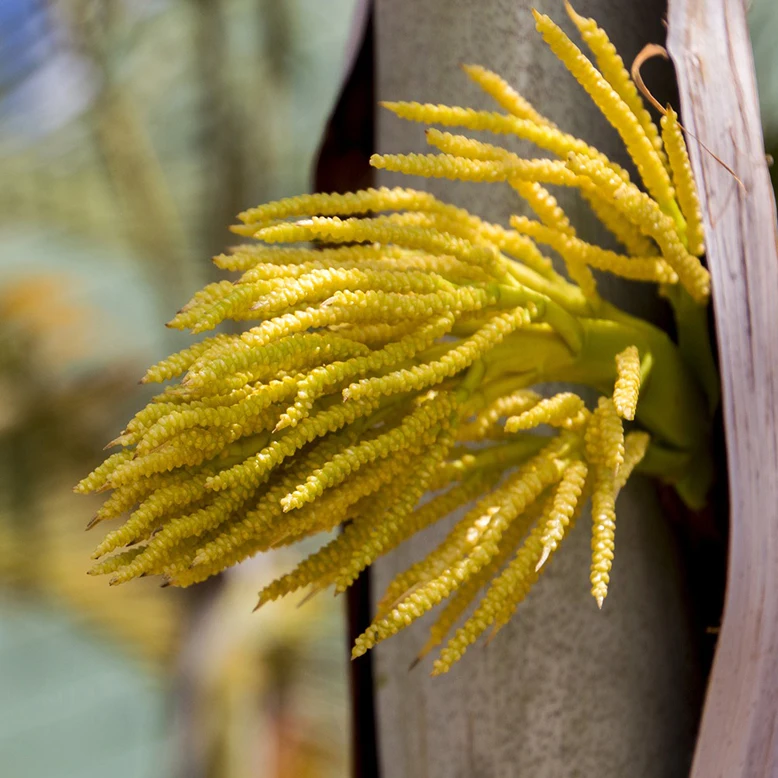 Coconut sugar organic High quality Made from Coconut flower blossom nectar organic Thailand products