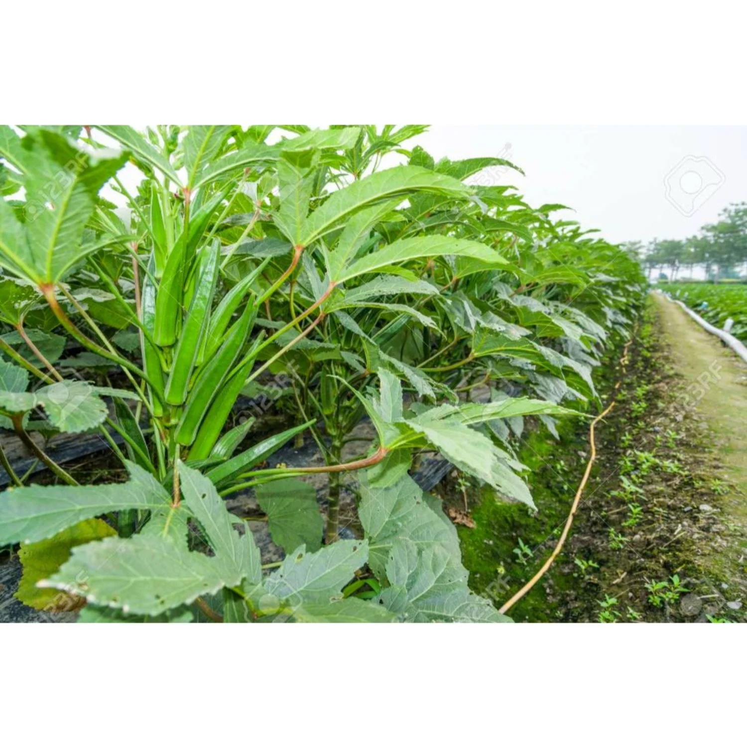 Okra Pusa Sawani доставка