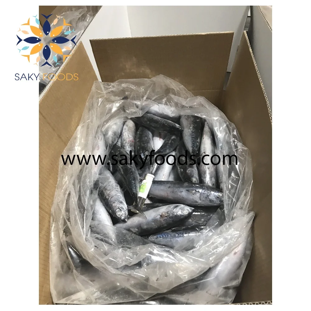 good price frozen bonito tuna