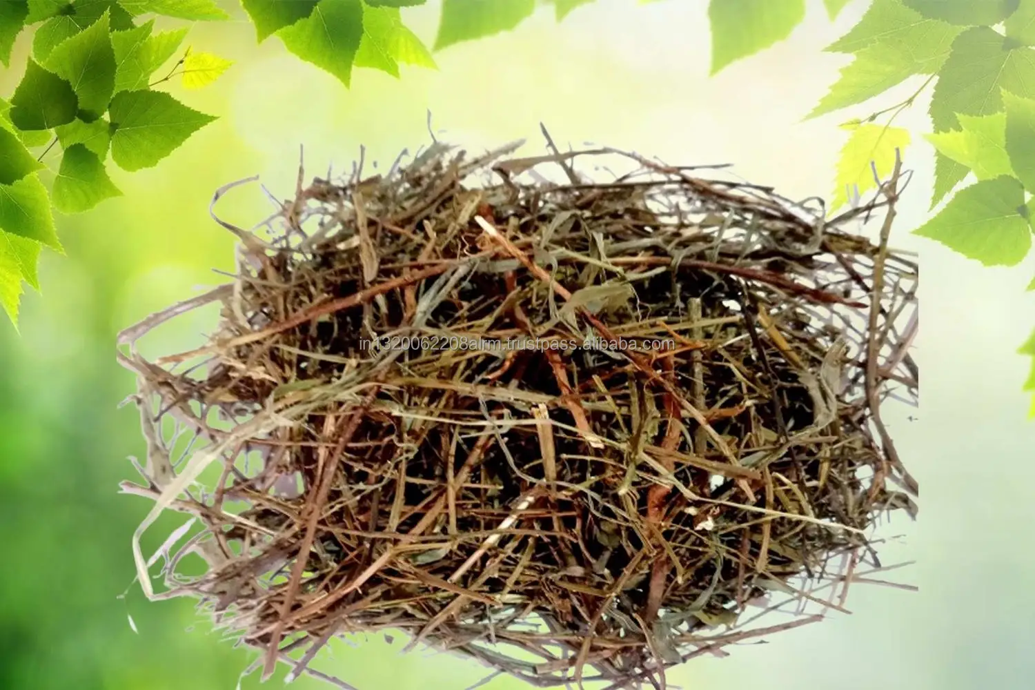 Phyllanthus Niruri Bhumi Amla Bhoomi Awla Keelanelli Chanca Bhui Avla Dried Raw Herbs Wholesale Plant Extract Herbal Product
