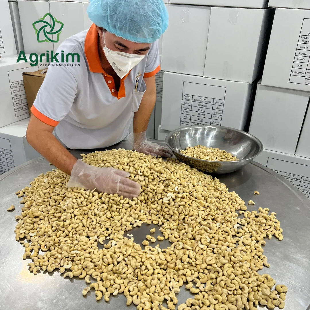 Agriculture product Cashew Nuts New collected Great Flavour Export Standard Attractive Price For Global Market +84 326055616