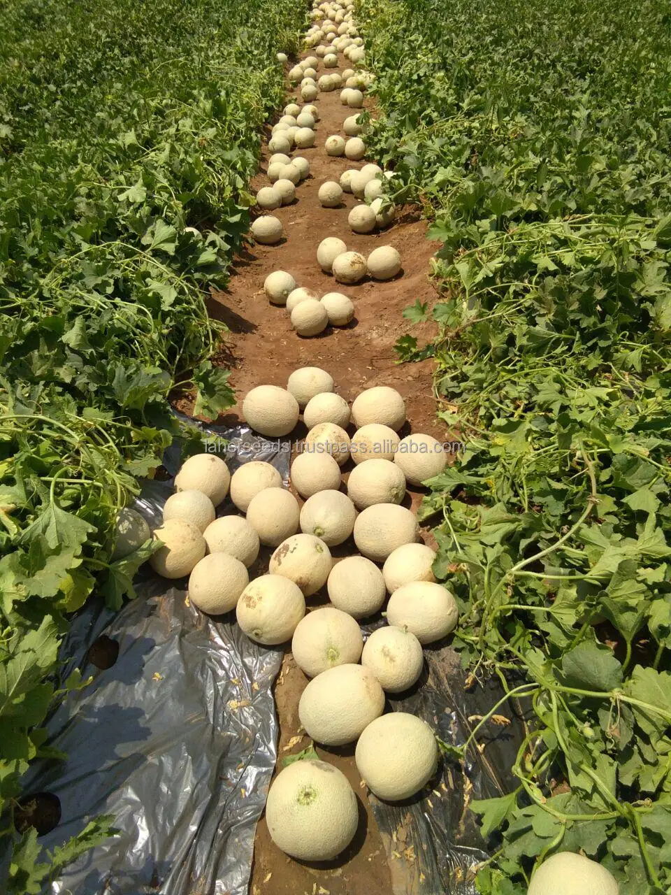 
2021 NEW HYBRID MUSK MELON ROCK MELON SEEDS HIGH QUALITY 