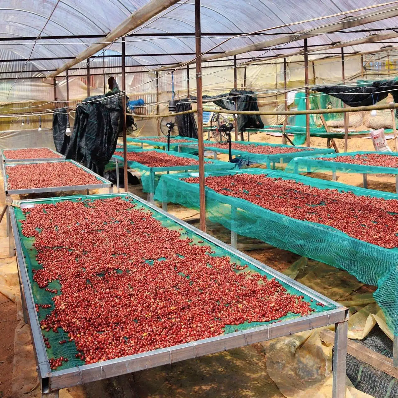 Лидер продаж вьетнамские робуста Арабика зеленые кофейные бобы целые жареные конкурентоспособная цена готовый импортный мешок