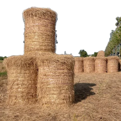 High Quality Pakistani Moisture Controlled Chick Peas Hay Animal Feed in Hay Shape 19-20kg Bales 1080 Bales in One 40HQ Pakistan