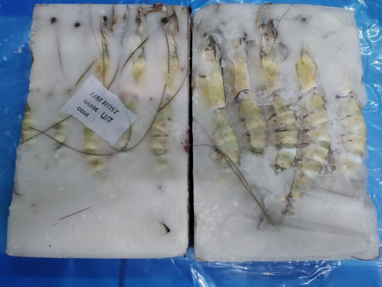 Frozen Sea Tiger Head on Shell on Shrimp Standard Quality