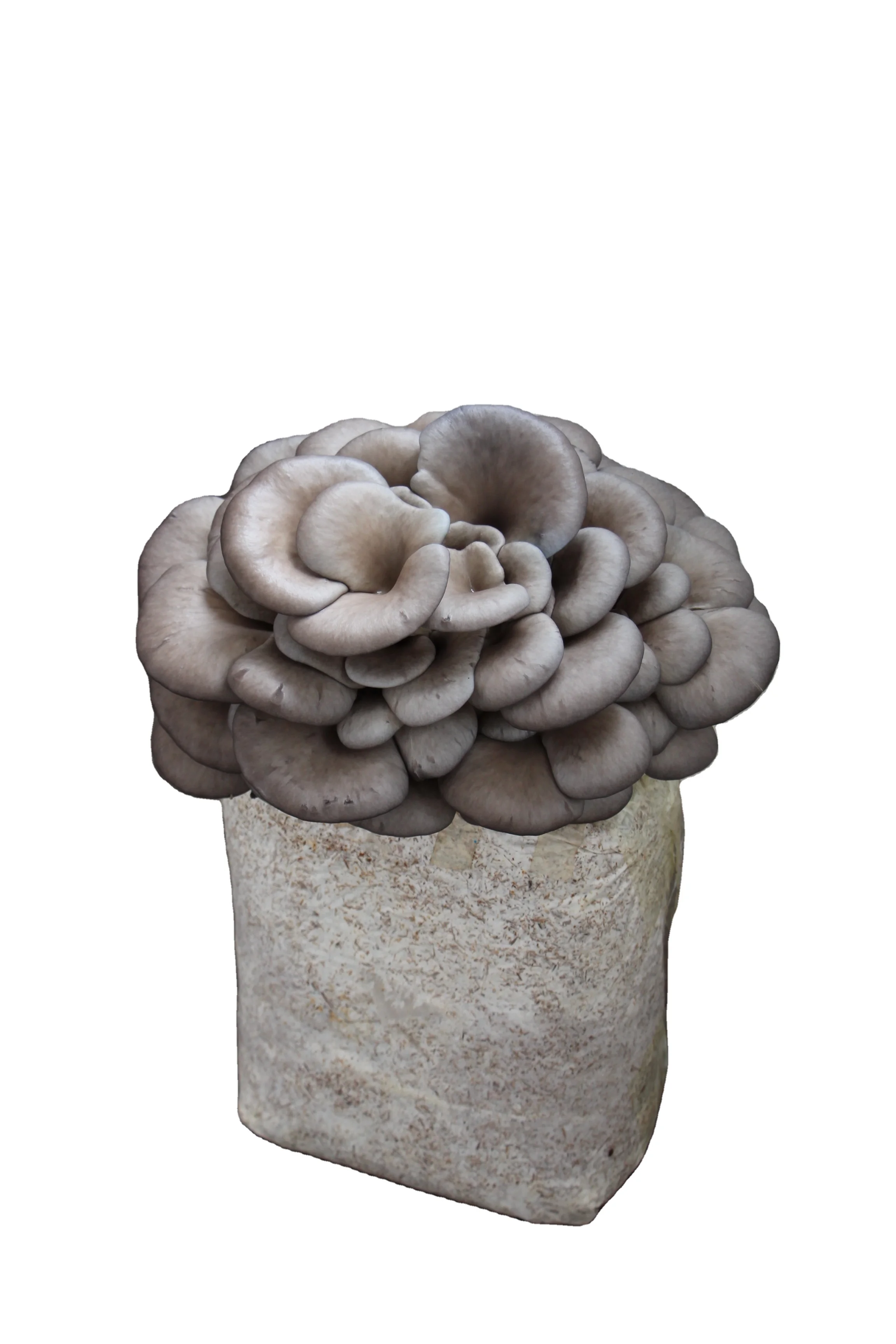 QiHe high-quality mass-produced factory oyster mushroom spawn logs for cultivation easy to grow