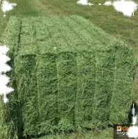 Top  Quality Rhodes Grass Hay Bales Animal Feed for Pig Cattle Horse Wholesale Price