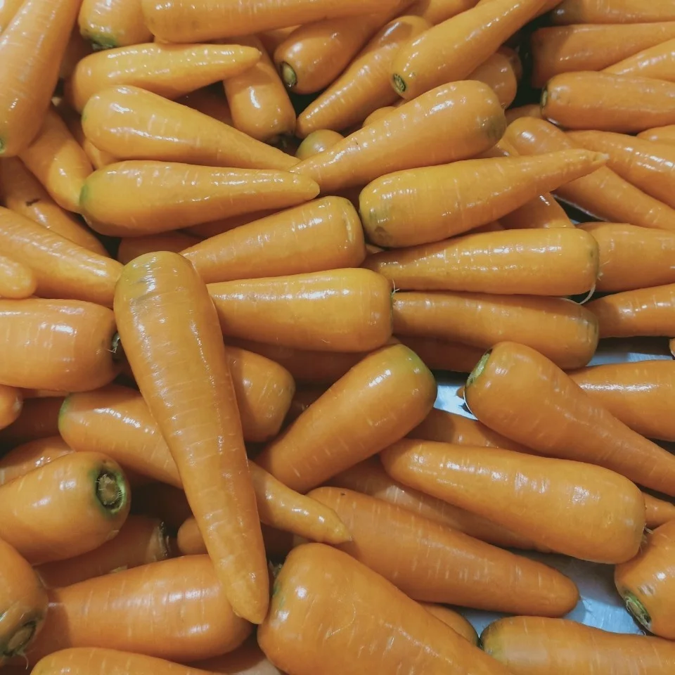 Vietnam fresh carrot