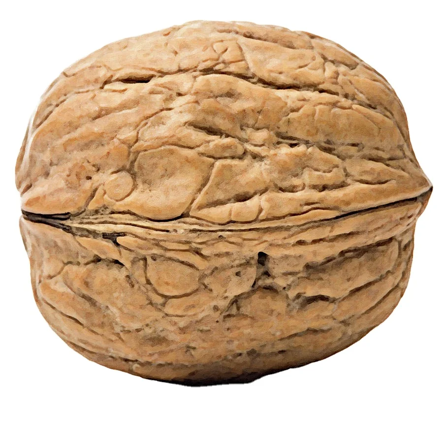 Premium Grade Organic Walnuts Raw and Dried Factory Wholesale without Shell Competitive Prices for Bulk Sale