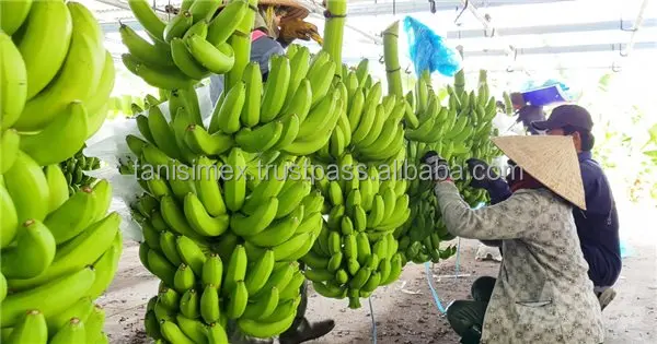 FROM VIETNAM TO YOU: PREMIUM CAVENDISH BANANAS READY FOR GLOBAL EXPORT - WHOLESALE