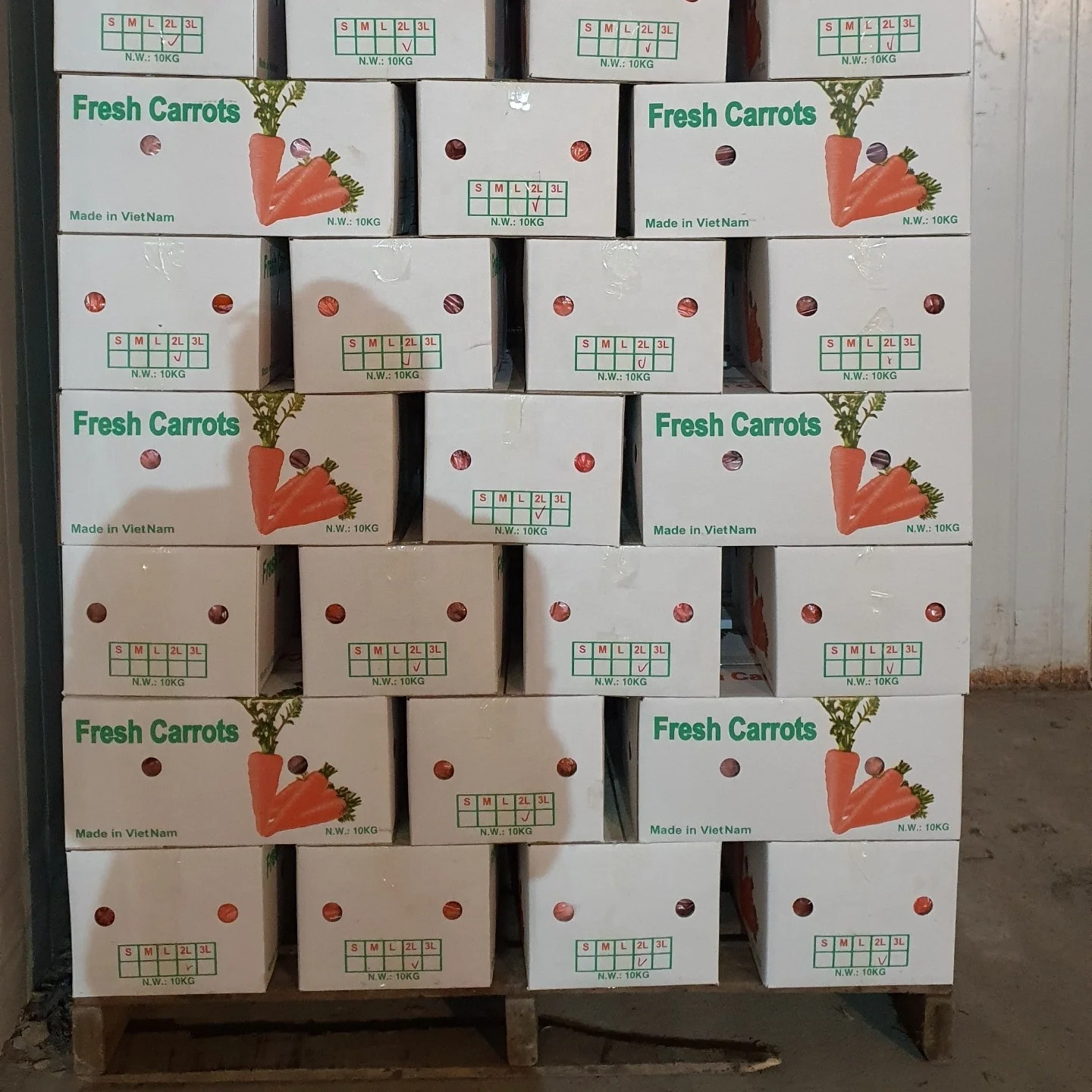 Vietnam fresh carrot