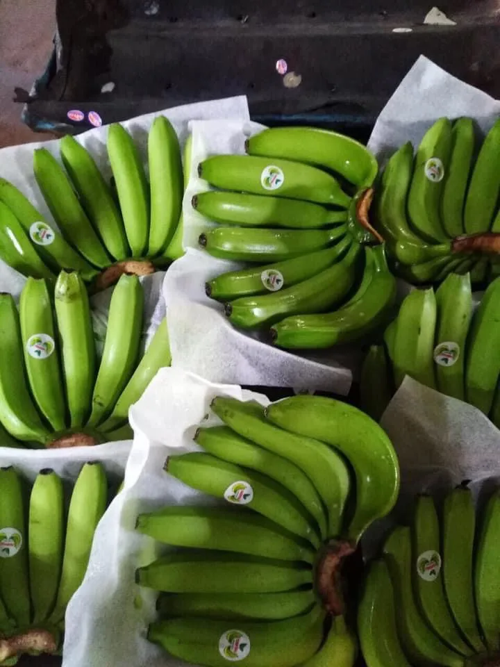 Свежие бананы pisang cavendish harvest во Вьетнаме 2021 для улучшения здоровья