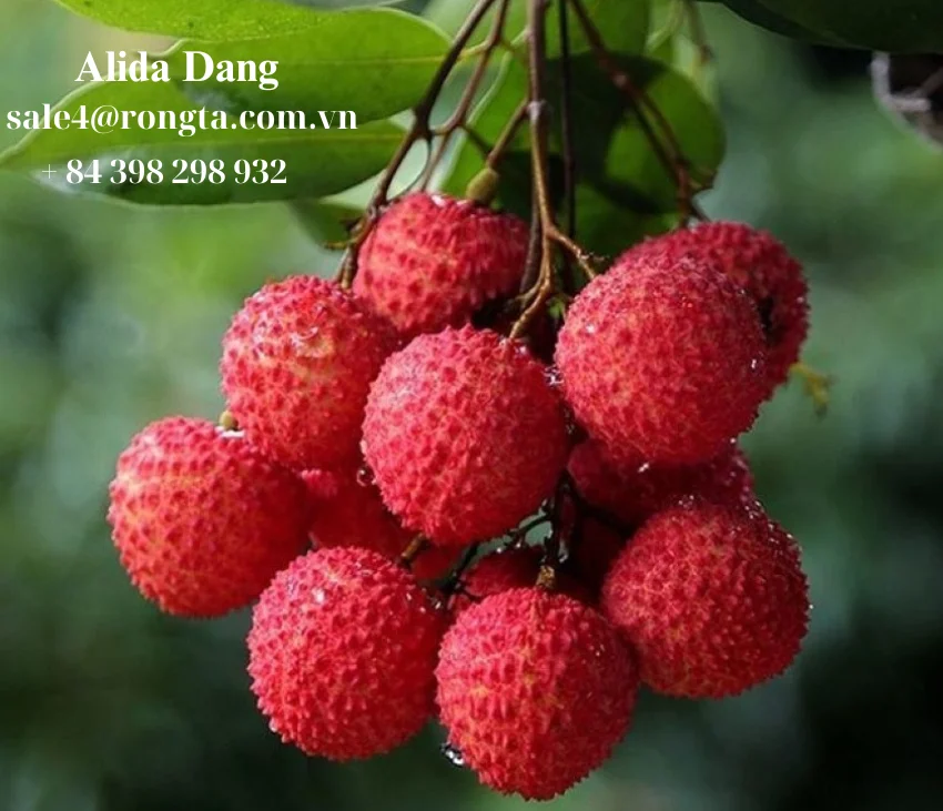High Quality Fresh Lychees from Vietnam Premium Quality Fresh Berries