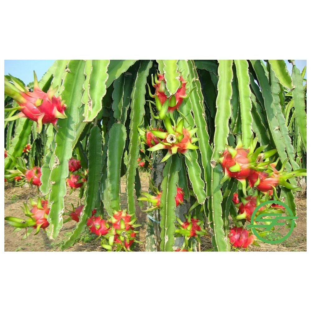 Вьетнамские Фрукты Премиум-Качества, свежие фрукты дракона красного цвета