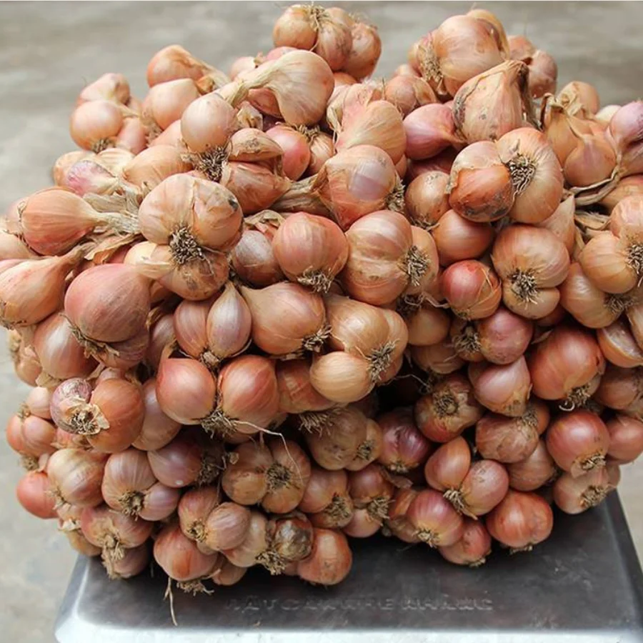 [HOT SALE 2022] Fresh Onion With High Quality Wholesale Cheap Price Ready To Ship From Viet Nam