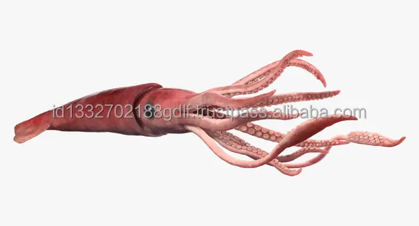 Best Quality 100% Export Oriented Custom packaging  Wholesale Price Fresh Frozen Ilex Squid Export From Indonesia