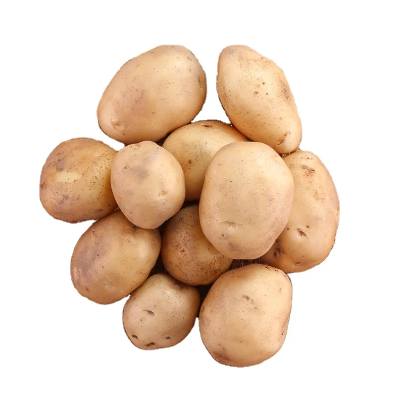 Organic Fresh Potatoes from Bangladesh High Quality 100 Custom Style Weight Origin  wholesale price