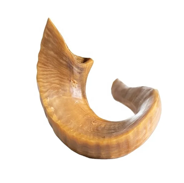 Shofar (horn) rosh hashanah yom kippur traditional symbol of the jewish holiday