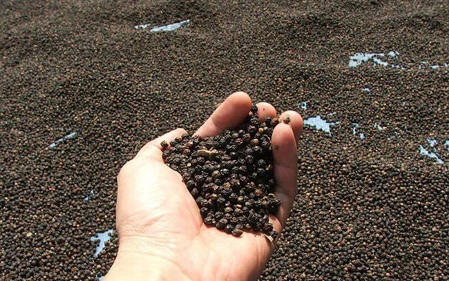 Premium quality Single Spices Vietnam pinhead black pepper origin from Vietnam reasonable price