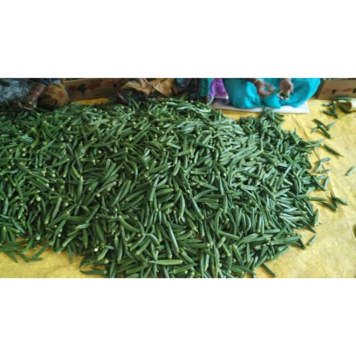 Okra gombo потребление Pusa Sawani / Okro темно-зеленый экспортеры из индийской производственной компании по хорошей экспортной
