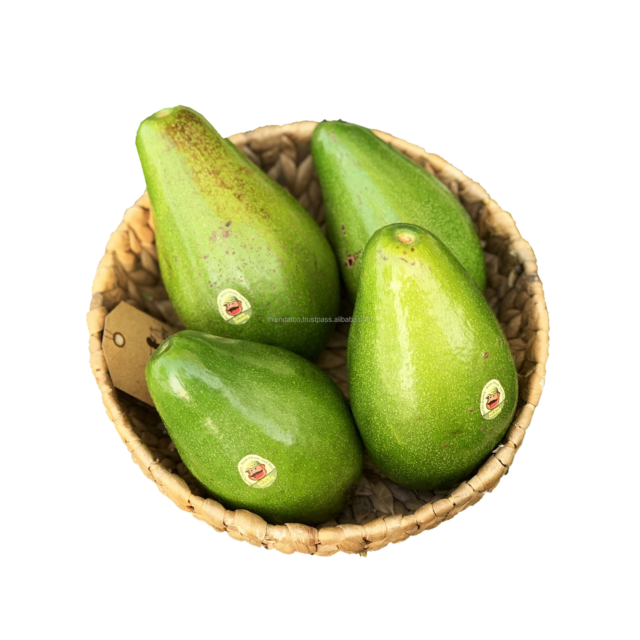 
HIGH QUALITY NEWEST CROP FRESH AVOCADO DAKLAK VARIETY 