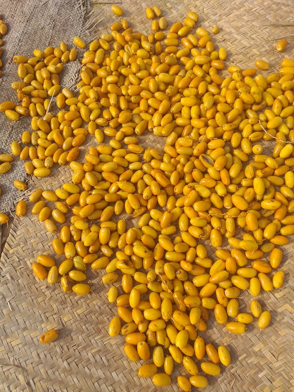 The Dry Fruits  Dry Dates dry Khajoor  Dry Chohara Dry Dates Exporters Pakistan