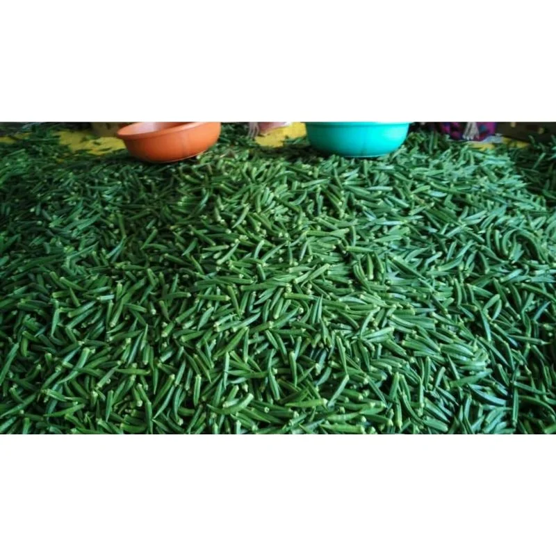 Индийские экспортеры для Okra / Okro для темно-зеленой еды