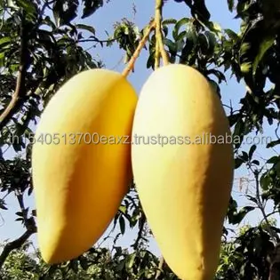 Тайский манго Премиум фрукты (тайский нудукмай) (Золотой