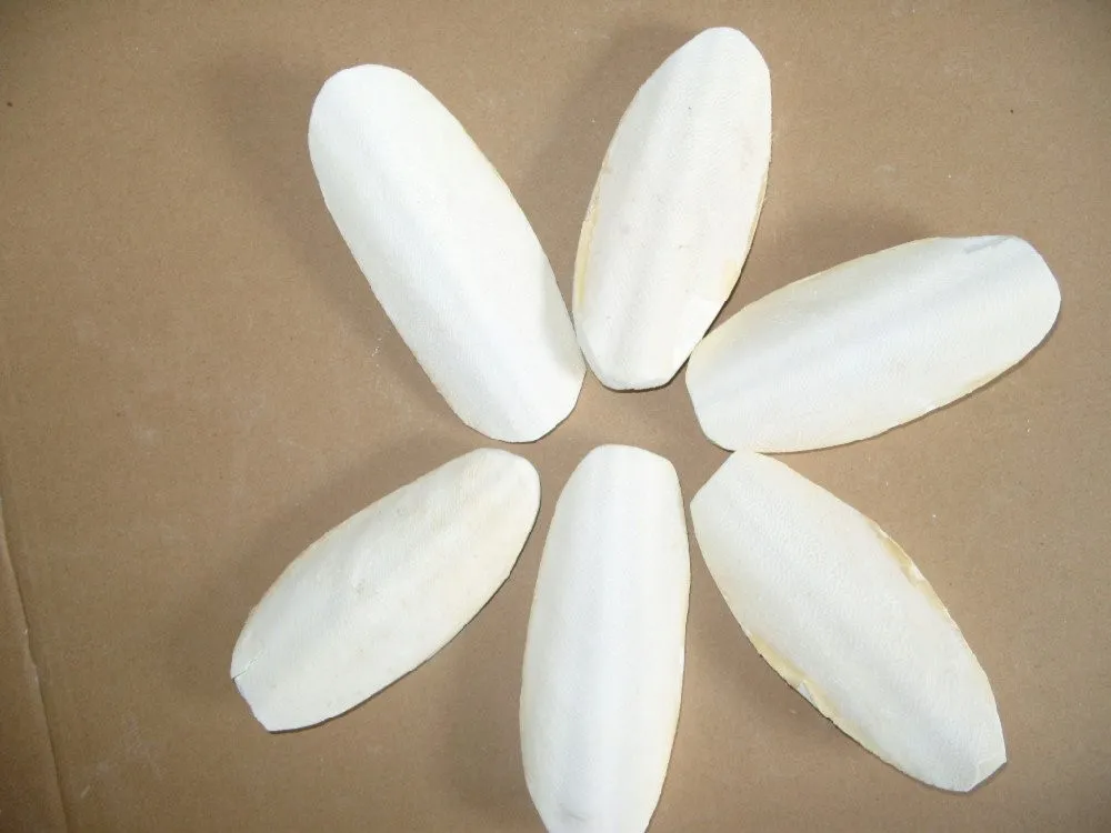 Vietnamese Products Cuttlefish Bone Natural Good Price Ms. Mary