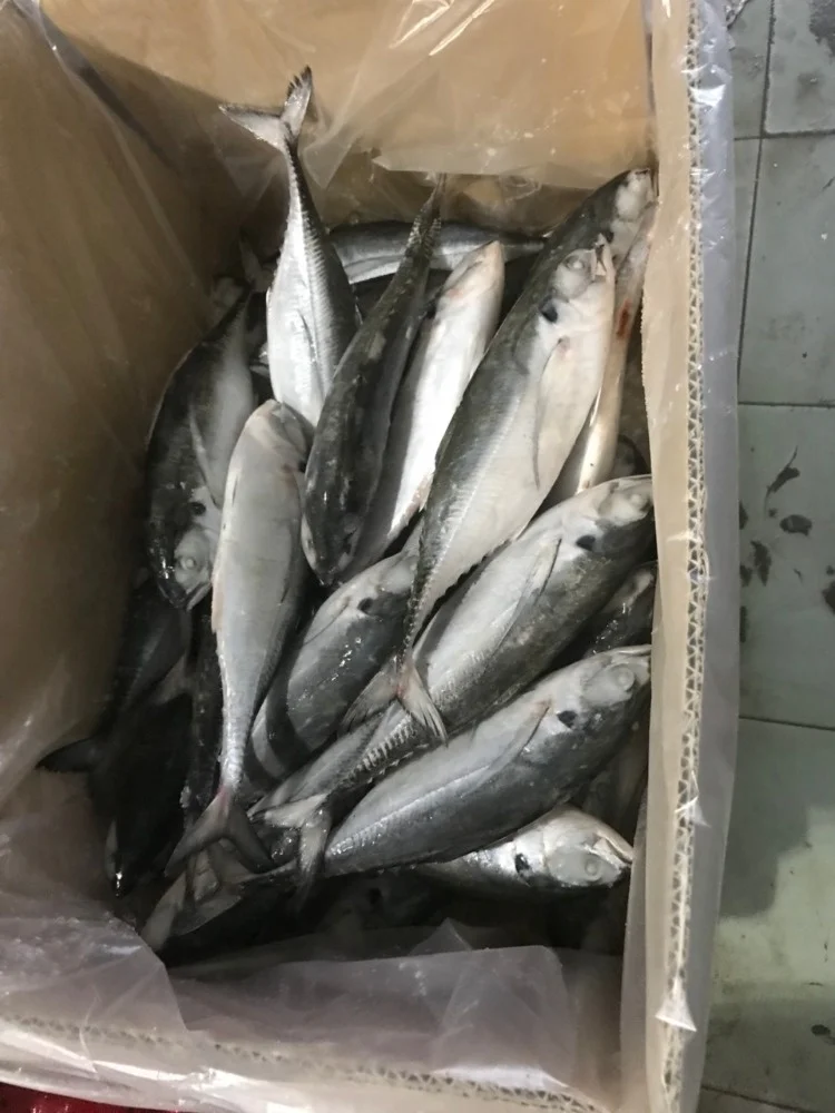 Замороженная Конская скумбрия разных размеров по лучшей цене