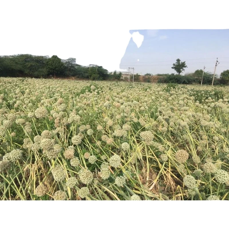 Лук Massine clian Texas grano для свежих овощей