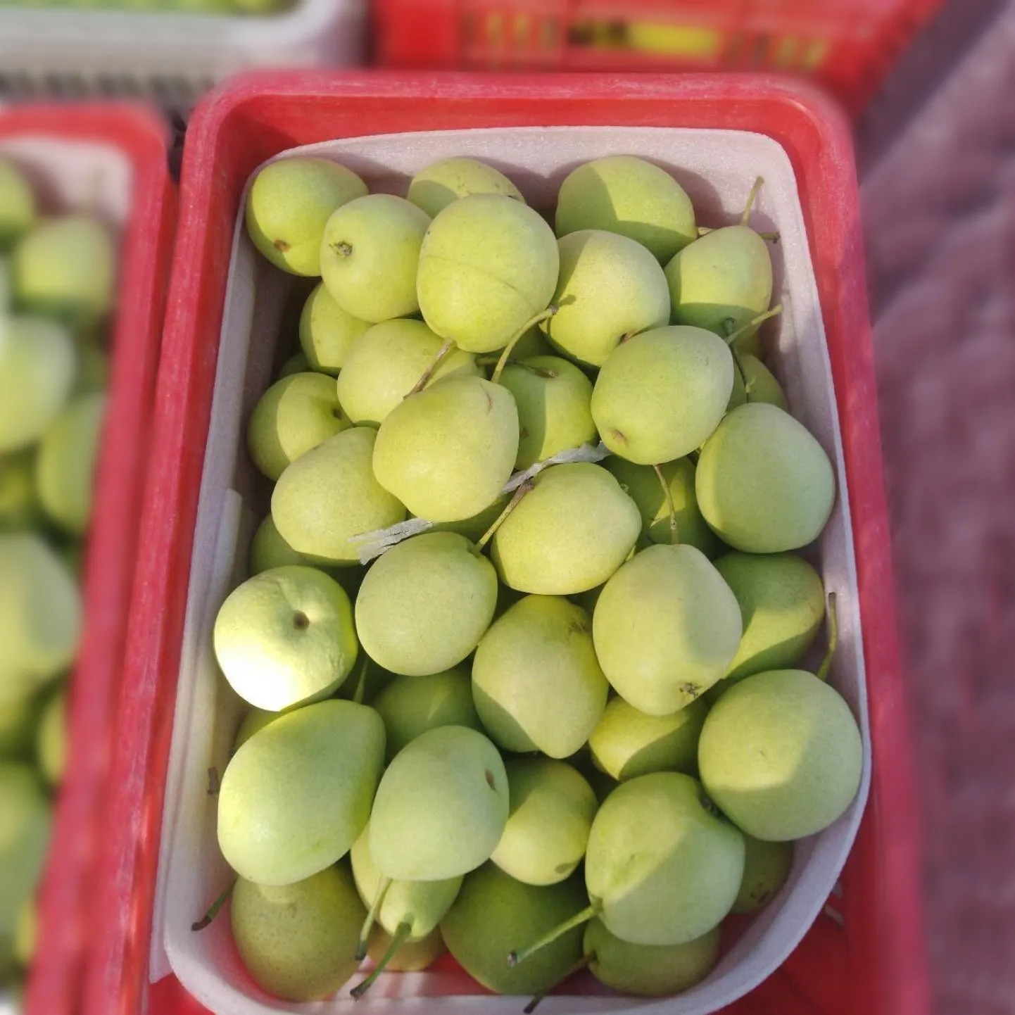 Fresh Golden Yali Pears Crisp and Juicy Agriculture Variety Pear Fruit