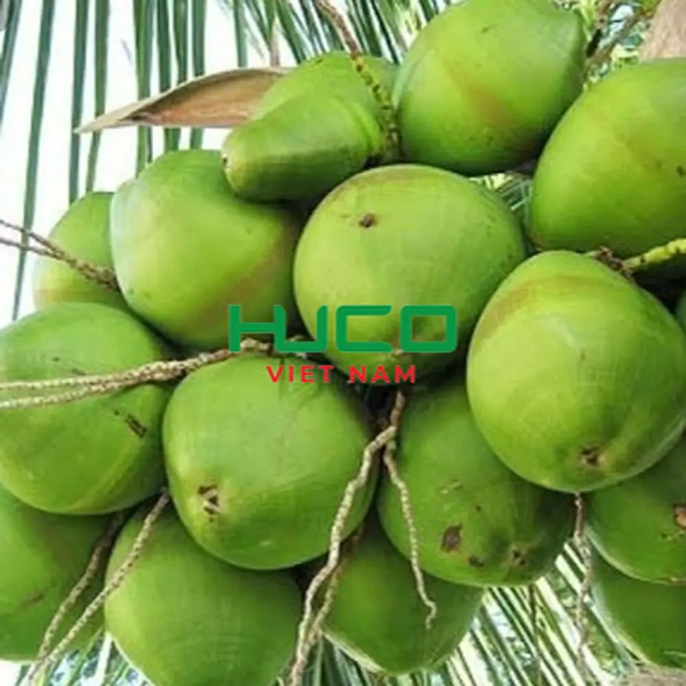 Cheap Price High Quality fresh coconut - fresh sweet young coconut organic from Vietnam
