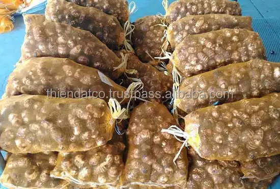 
FRESH YELLOW FLESH TARO ROOT VIETNAM WITH HIGH QUALITY 