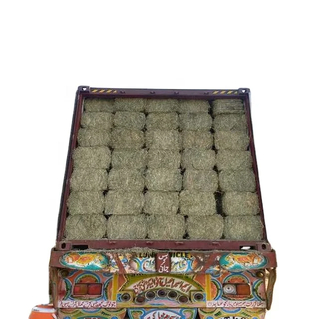 High Quality Pakistani Lush Green Moisture Controlled Soft Rhodes Grass Small Bundles For Sale in Bulk Quantity