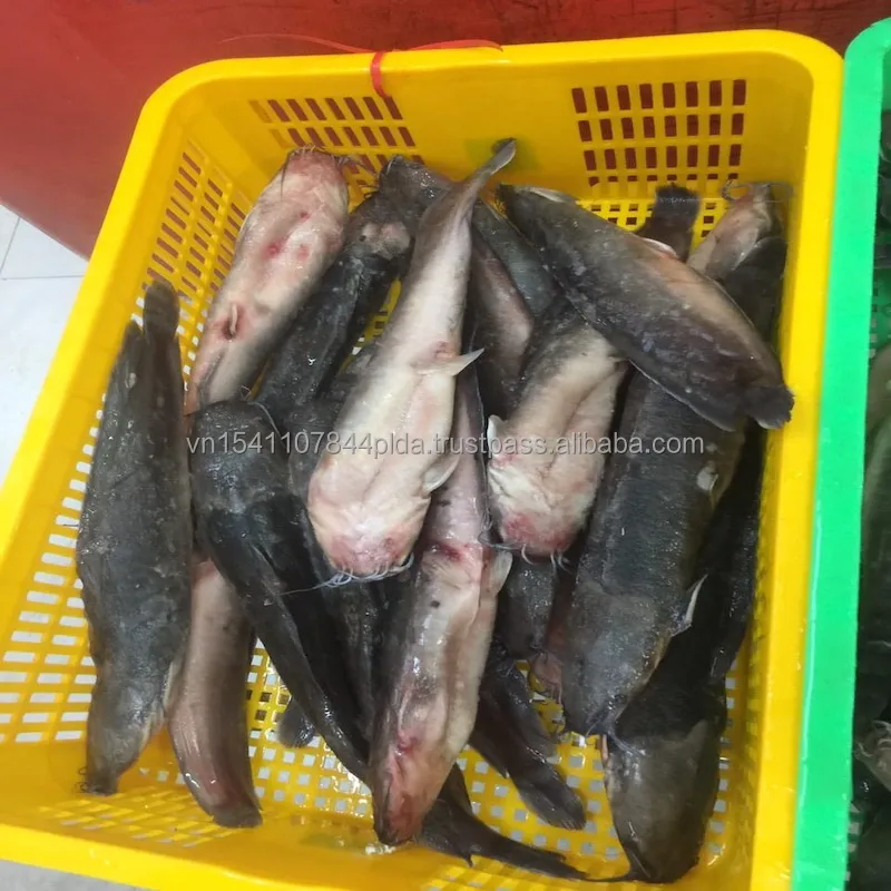 Good Sale Export Whole Round 1- 2kg Land Frozen Catfish from Viet Nam