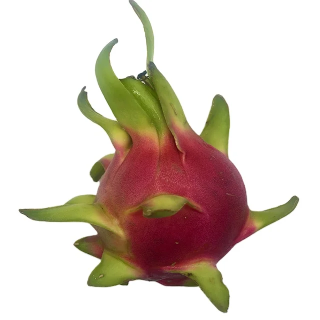 Fresh Dragon Fruit from High Quality and Competitive Price Thailand product