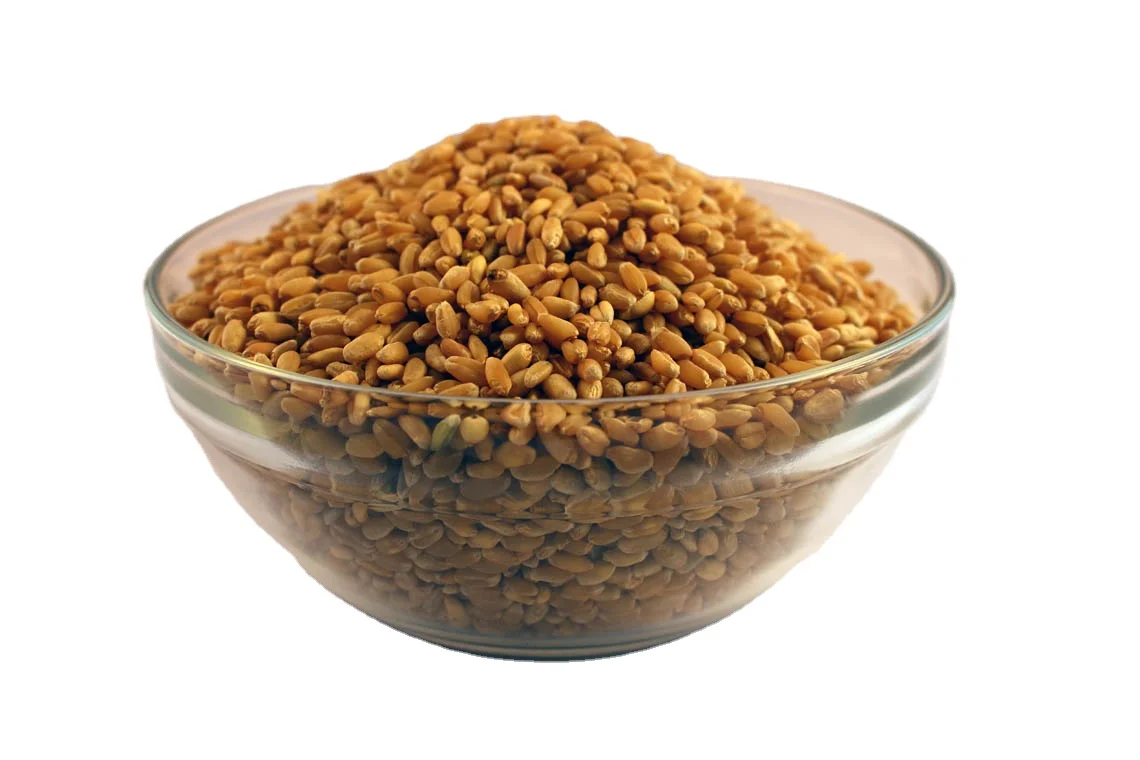 Wheat for Sale / Wheat Price Milling Wheat Sorted Quality