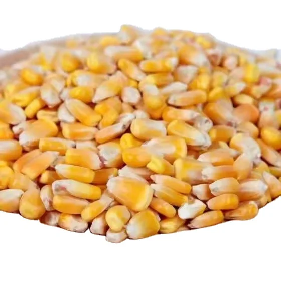 New Corp High Quality Non Glutenous White Yellow Corn Bulk White in Thailand