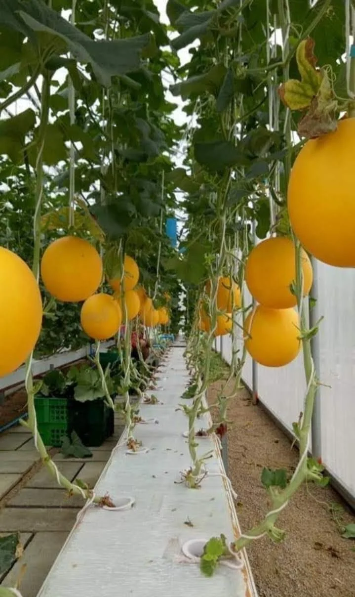 
Fresh Golden Melon Fruits Indonesia 