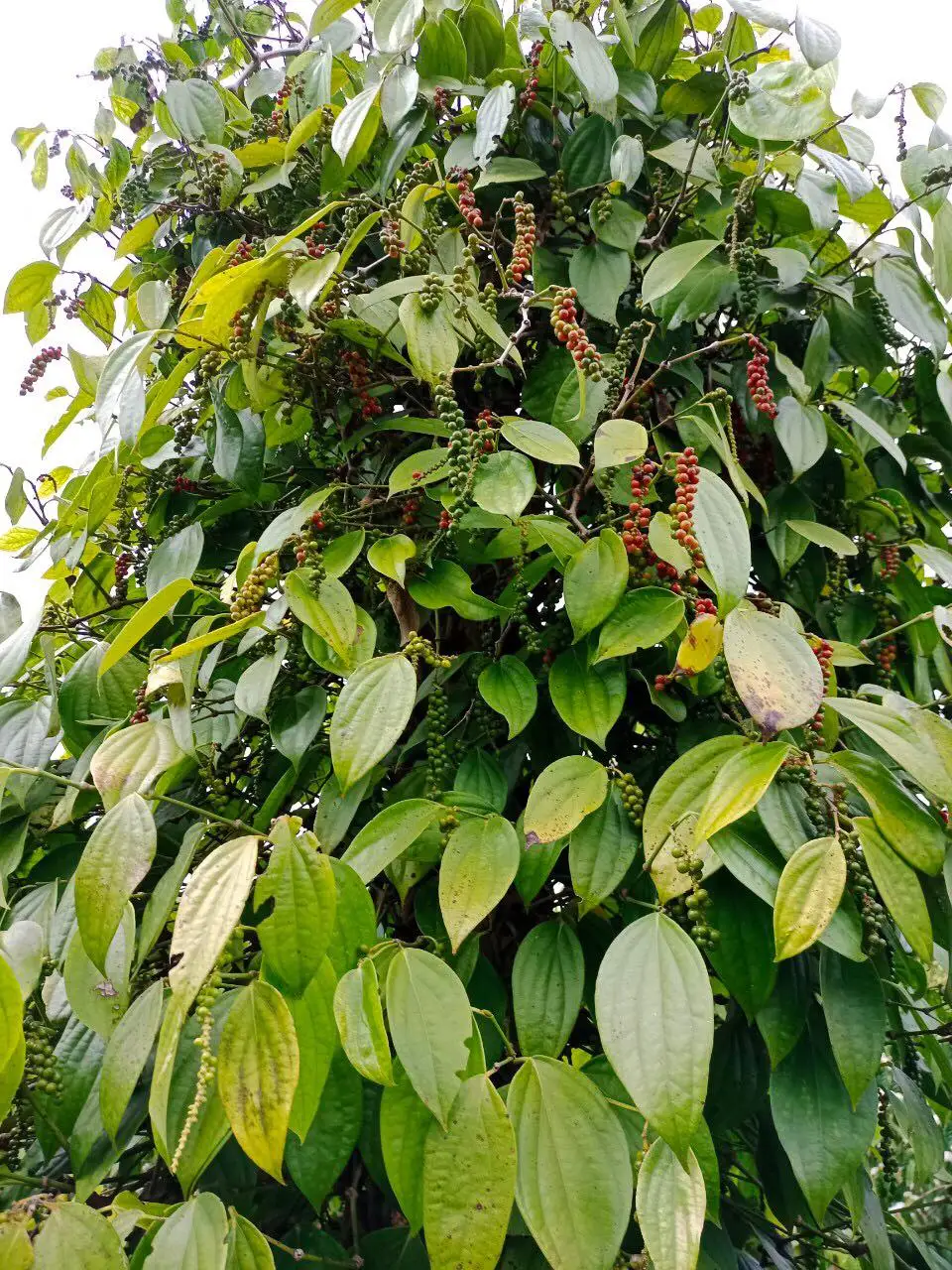 Organic Spicy BLACK PEPPER with Best Price in Bulk Quantity Natural Vietnam Pepper Hot Selling Dried Black Pepper