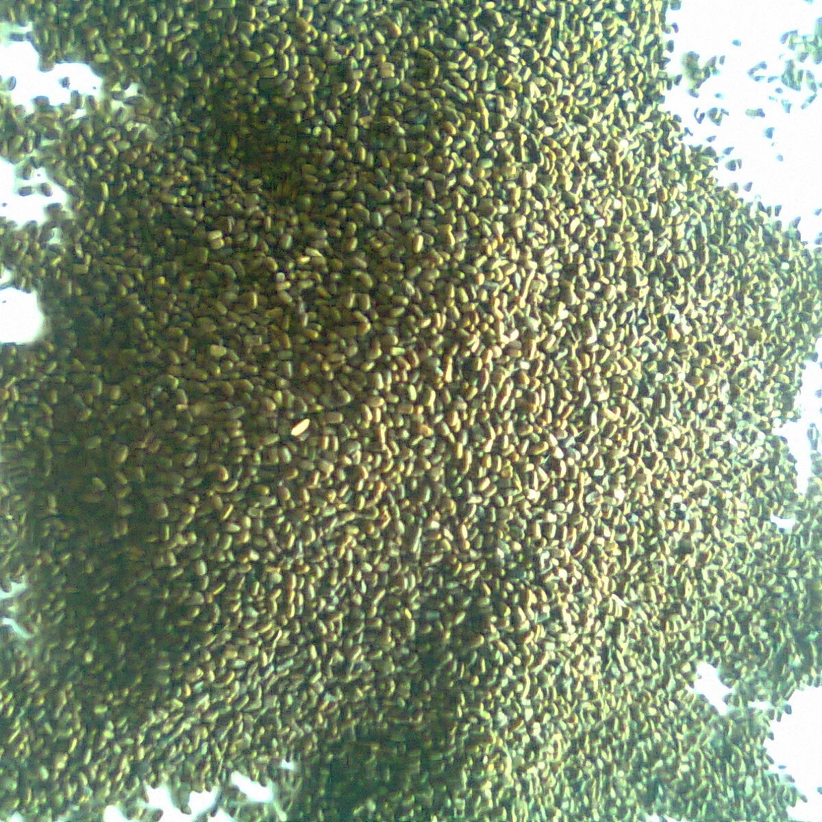 
Sesbania Seeds 